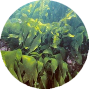 海帶素